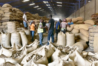 Côte d'Ivoire : Noix de cajou 2023, le prix bord champ plancher obligatoire du kg fixé à 315 FCFA contre 305 FCFA l'année dernière