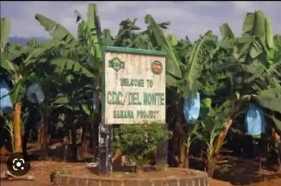 Cameroun : Au moins 5 employés de la CDC tués par des hommes armés en zone anglophone