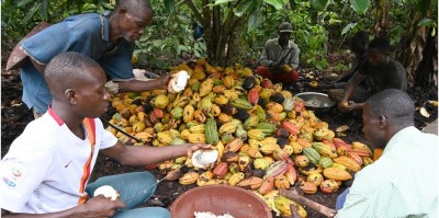 Côte d'Ivoire : Les planteurs bénéficieront gratuitement des prestations liées à la CMU sur instructions du chef de l'Etat