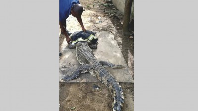 Côte d'Ivoire : Après Adjamé, un autre saurien en divagation capturé à Cocody-Riviera