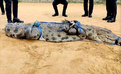 Côte d'Ivoire : Un autre saurien en divagation capturé à Cocody-Riviera Golf