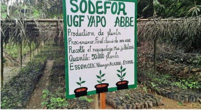 Côte d'Ivoire : Un individu se réclamant propriétaire de plus de 18 000 ha d'une forêt classée mis aux arrêts