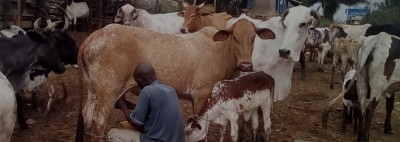 Côte d'Ivoire : AG constitutives dans la filière Bétail-Viande et pêche, la Primature et le  Ministère des ressources animales ne se reconnaissent  pas dans les résolutions
