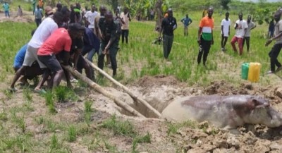 Côte d'Ivoire : Un hippopotame piégé dans un puits  sauvé et a retrouvé son milieu naturel