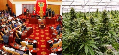 Ghana : Adoption du projet de loi autorisant la culture du cannabis, sa restriction