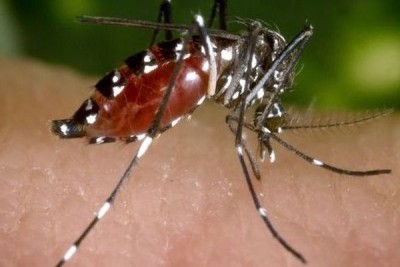 Mali : Épidémie de dengue, au moins 21 morts et 600 cas enregistrés