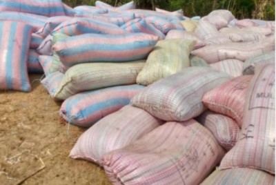 Côte d'Ivoire : Des sacs de cacao estimés à 100 tonnes saisis dans un port sec à la frontière ivoiro-Guinéenne
