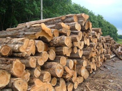 Côte d'Ivoire : Le Trafic des bois de tecks se poursuit à Koun Fao, 250 pieds auraient été convoyés vers le Ghana, un appel lancé aux autorités