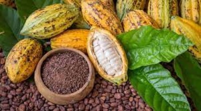 Cameroun : Le cacao camerounais sur le toit du monde à 4225 FCFA/kg, comprendre l'explosion des prix