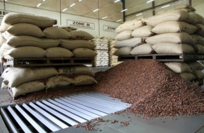 Côte d'Ivoire : Des exportateurs agréés pratiqueraient  le surpaiement du cacao à l'entrée de leurs usines, réaction du régulateur