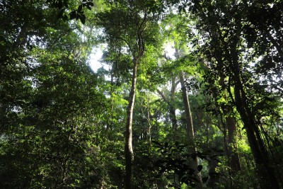Côte d'Ivoire: Journée Internationale des Forêts, le gouvernement invite les acteurs du secteur à s'approprier les solutions innovantes pour la préservation des ressources forestières