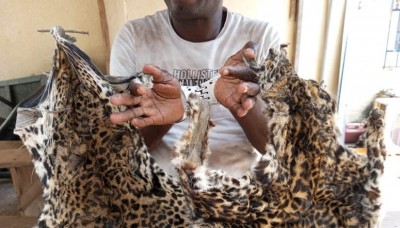 Côte d'Ivoire : Un présumé trafiquant d'animaux interpellé alors qu'il s'apprêtait à vendre ses trophées de chasse à Soubré