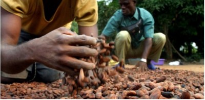 Côte d'Ivoire : Face aux remous dans la filière Cacao , vers l'augmentation du prix en cette campagne intermédiaire ?