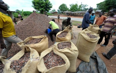 Côte d'Ivoire : Prix du Cacao fixé à 1500 FCFA/Kg, les députés du PDCI expriment leur grande déception et répondent à Adjoumani