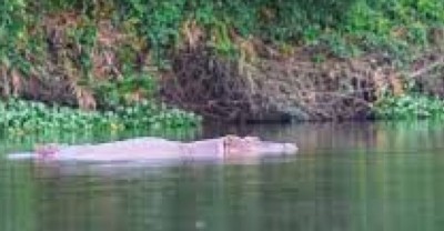 Côte d'Ivoire : Bouaflé, une partie de baignade vire au drame, deux adolescents tués par un hippopotame