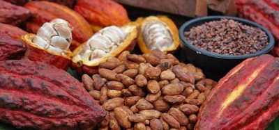 Ghana :  Augmentation de 58 % du prix du cacao à la production