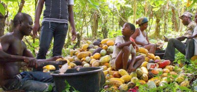 Ghana-Côte d'Ivoire :  Cacao, le COCOBOD révèle que les ghanéens gagnent plus que les ivoiriens, contrebande vers le Togo