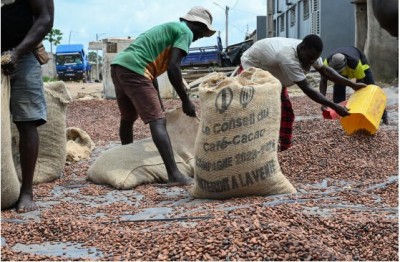 Côte d'Ivoire : Le prix de la campagne intermédiaire du Cacao  fixé à 1500 FCFA, menace de  poursuites judiciaires contre les acheteurs véreux