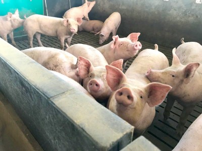 Côte d'Ivoire : Mortalité suspecte de porcs dans une ferme à Batéguédia (Daloa), voici les mesures prises par  le Gouvernement