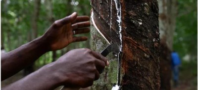 Côte d'Ivoire : Avant l'ouverture de la campagne de la filière Hévéa, des doutes persisteraient sur la capacité de l'organe de régulation