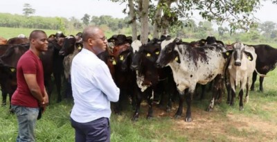 Côte d'Ivoire : Mémorandum de l'interprofession de la filière bétail-viande, l'InterBovici dénonce sa mise à l'écart et interpelle Sidi Touré sur une escroquerie morale