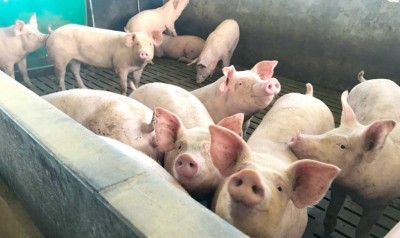 Côte d'Ivoire : Peste porcine africaine annoncée à  Bouaflé et à Songon, abattage avec indémnisation