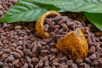 Côte d'Ivoire : Affaire des libanais du secteur café-cacao suspendus, l'organe de régulation précise : « Ils s'adonnaient à des pratiques qui violent les dispositions de la filière »