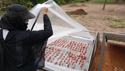 Côte d'Ivoire : Poro, des paysans de Lataha outillés sur de nouvelles techniques agricoles par des ingénieurs agronomes anglais