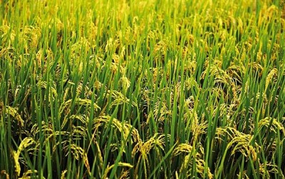 Côte d'Ivoire : Espace CEDEAO, voici les défis auxquels le secteur du riz est confronté