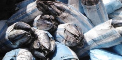 Côte d'Ivoire : Atelier sur le faux thon, les mareyeurs dénoncent la mise à l'écart de plusieurs acteurs clés dans la participation à cette rencontre et invitent Sidi Touré à rectifier le tir