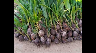 Côte d'Ivoire : Production de noix de coco et de bioénergie, le gouvernement prend deux importantes mesures qui vont renforcer la compétitivité de l'économie ivoirienne