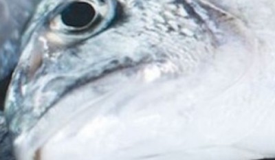 Côte d'Ivoire : Mortalité anormale de poissons dans un lac à Sikensi, le gouvernement prend des mesures conservatoires pour protéger les populations locales