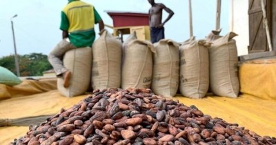 Côte d'Ivoire : Café-cacao, des acteurs dénoncent 