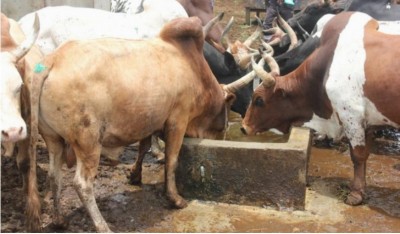 Côte d'Ivoire : Un agriculteur réussit l'exploit de voler 100 bœufs et écope de 5 ans de prison