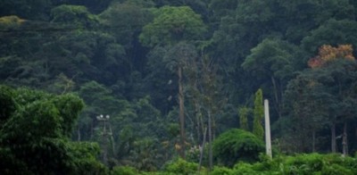 Côte d'Ivoire : Un plan d'aménagement visant à restaurer la forêt classée de Monogaga d'un coût de 31 milliards de FCFA validé