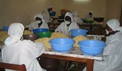 Côte d'Ivoire : Les transformateurs nationaux de noix de Cajou toujours en attente de financement
