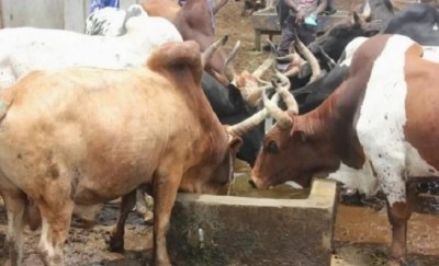 Côte d'Ivoire : Le vol de bétail, problématique récurrente dans la région de la Marahoué