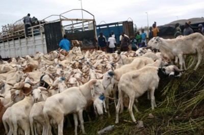 Côte d'Ivoire : Tabaski 2025, des dispositions prises afin de faciliter le transit des ovins et caprins vers le pays tout en intégrant le volet sécuritaire