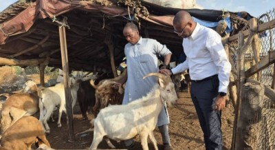 Côte d'Ivoire : Approvisionnement du marché en bétail, le gouvernement se tourne vers le Tchad à l'approche de la Tabaski