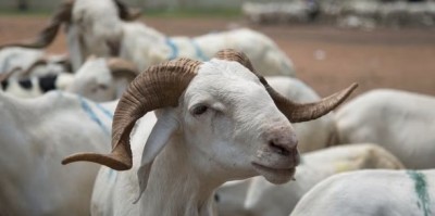 Côte d'Ivoire : Tabaski, les autorités rassurent sur l'approvisionnement en ovins, 20.000 têtes en provenance de Ndjamena pour renforcer le marché
