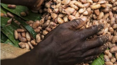 Côte d'Ivoire : Soupçons de détournement dans la filière Café-Cacao à San-Pedro ?  près de 25 millions évoqués