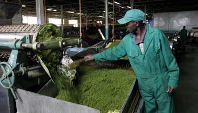 Kenya : L'industrie du thé bénéficiera d'un investissement colossal