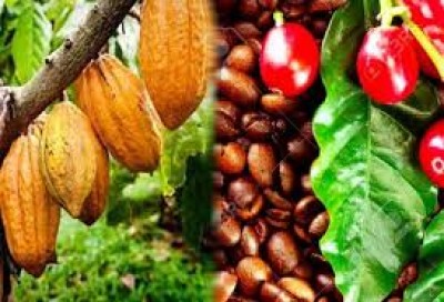 Côte d'Ivoire : OIA Café-Cacao, le processus plombé par la non-publication du rapport du cabinet JAD Expertise depuis 14 jours, des acteurs dénoncent une manœuvre