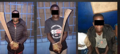 Côte d'Ivoire : Cannabis, machettes et chaos : les planques tombent à Marcory