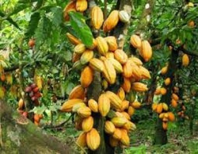 Cameroun : Le boom du cacao menace de faire du pays le prochain foyer mondial de déforestation