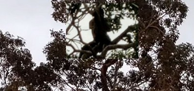 Ghana : Un présumé voleur échappe à une vindicte populaire en se réfugiant sur la cime d'un arbre