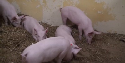 Côte d'Ivoire : Filière porcine, levée des restrictions liées à la peste porcine Africaine