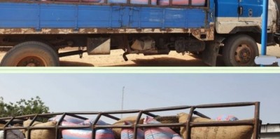 Côte d'Ivoire : Tentative d'exportation illicite de produits agricoles vers le Mali, un pisteur condamné à 12 mois de prison ferme