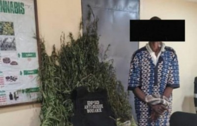 Côte d'Ivoire : Trafic de drogue, un cultivateur de cannabis pris en flagrant délit dans son champ
