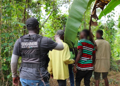 Côte d'Ivoire : Ouéllé, trois champs de cannabis démantelés et trois arrestations